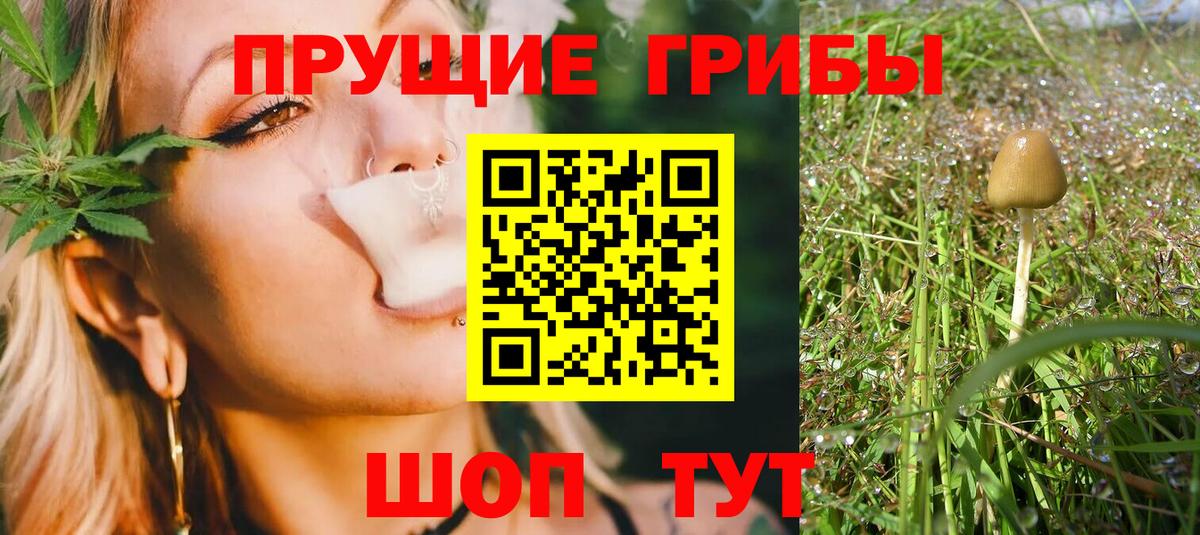 Галлюциногенные грибы Psilocybine cubensis Балашиха